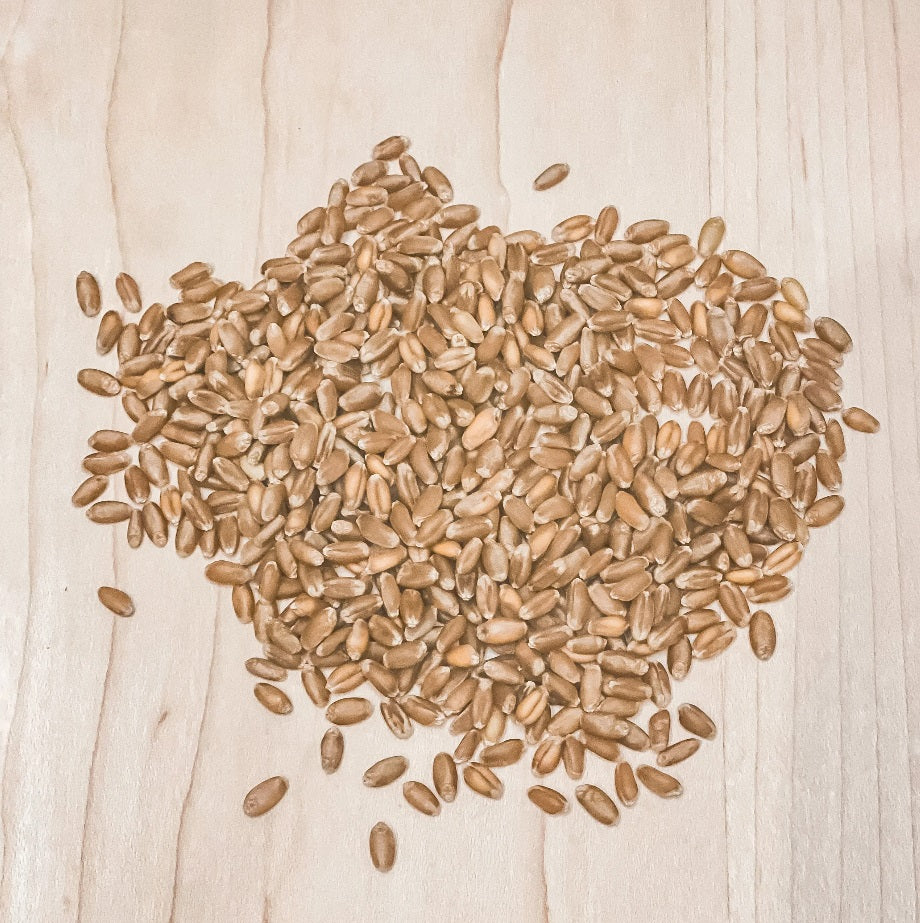 Hard Red Winter Wheat Berries-Locally Grown