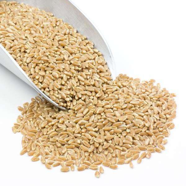 Prairie Gold (Hard White) Wheat Berries